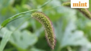 millets_1758802794402_1758802794516.jpg