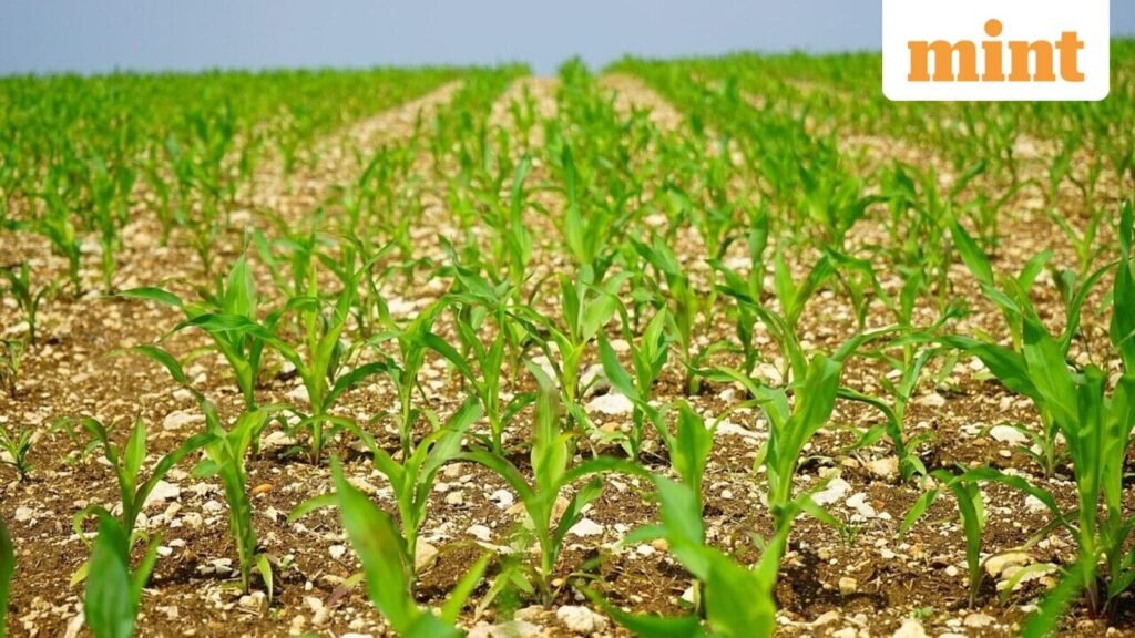 sowing_1745996728781_1758179886742.jpg