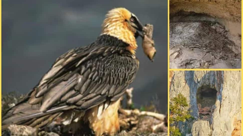 1845093-vulture-nest-spain.jpg