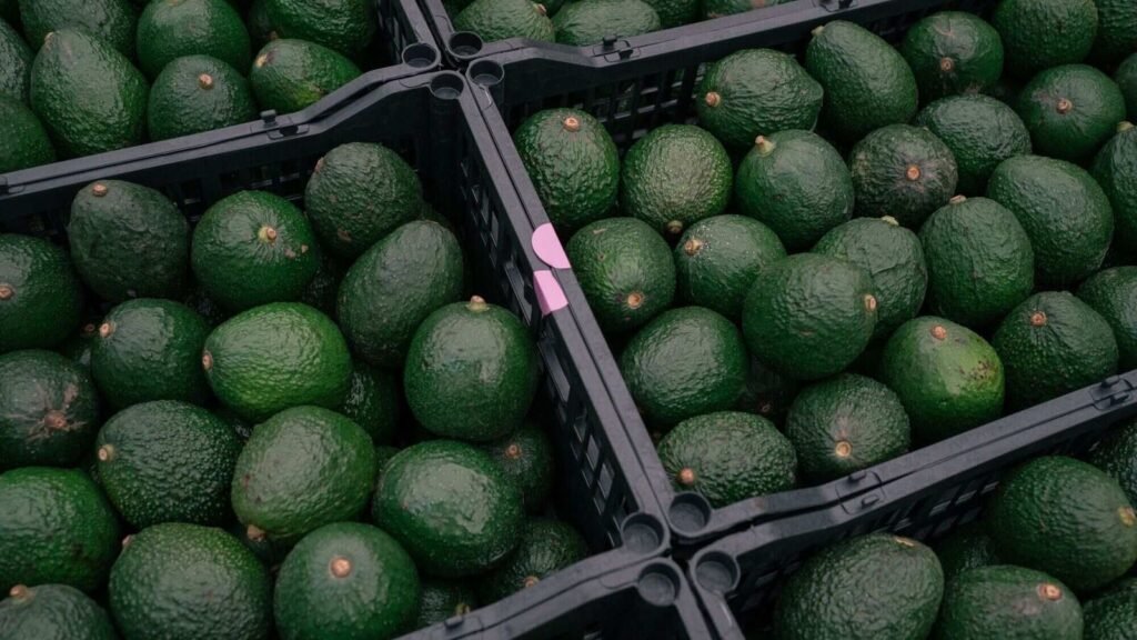 avocados_1661346193099_1761472378881_1761476606061.jpg