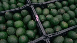 avocados_1661346193099_1761472378881_1761476606061.jpg