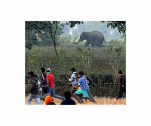 elephant-rural-india-hg.jpg