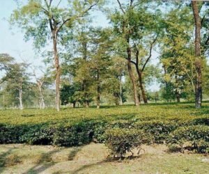 tea-plantations-hg.jpg