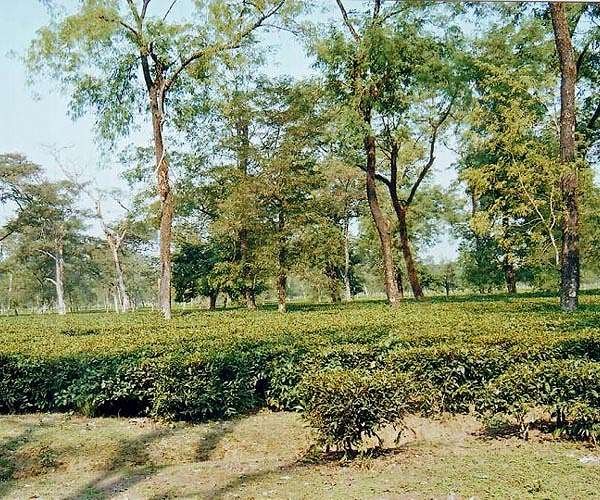 tea-plantations-hg.jpg