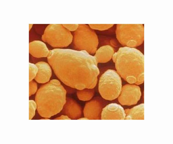 yeast-engineered-mascoma-and-besc-hg.jpg