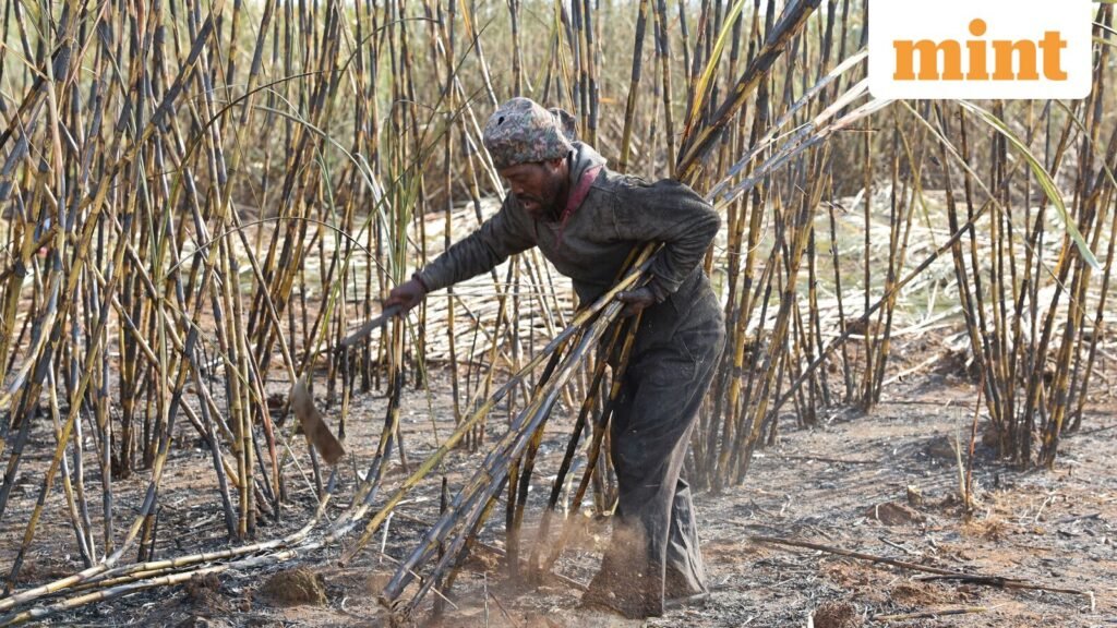 USA-TRUMP-TARIFFS-SAFRICA-SUGAR-2_1760456161229_1760456173568_1762680048289.JPG