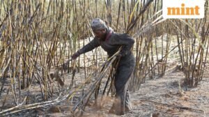 USA-TRUMP-TARIFFS-SAFRICA-SUGAR-2_1760456161229_1760456173568_1762680048289.JPG
