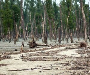 bangladesh-cyclone-sunderbans-devastated-marker-hg.jpg