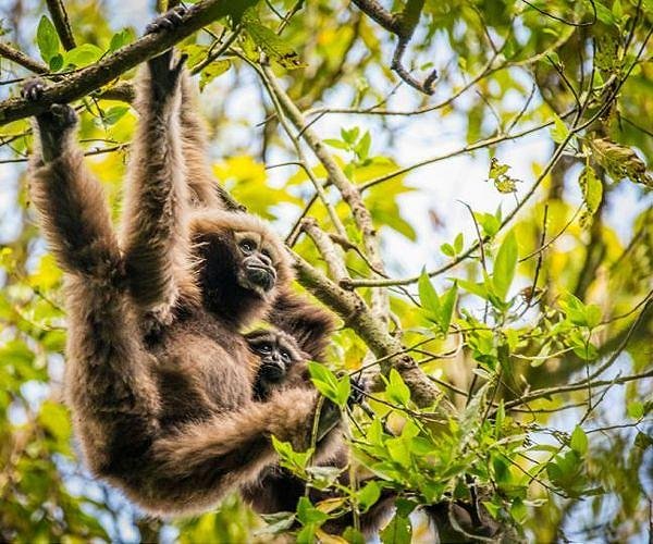 eastern-hoolock-gibbon-hg.jpg