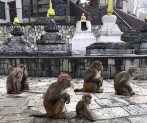viruses-animal-taxa-rhesus-macaques-kathmandu-nepal-temple-primates-hg.jpg