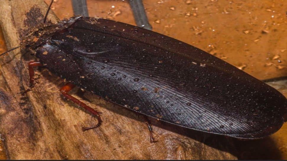1875006-world-largest-cockroach-1.jpg