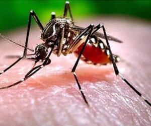 ae-aegypti-mosquito-dengue-zika-virus-hg.jpg