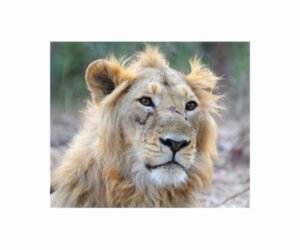 asiatic-lion-male-hg.jpg