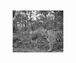 tiger-chitwan-national-forest-nepal-hg.jpg