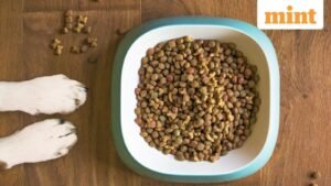 pet_care_1769069315858_1769069315970.jpg