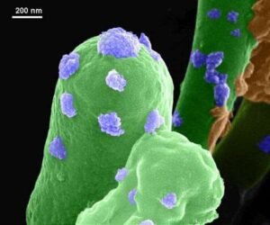 1772210068_mars-soil-brick-building-bacteria-sporosarcina-pasteurii-hg.jpg