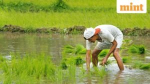 3-0-59476884-farmer-kzmH-621x414-LiveMint-0_1679806856756_1773205818007.jpg