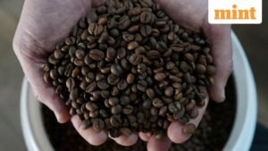 coffee_production_climate_change_1772713046730_1774519666414.JPG