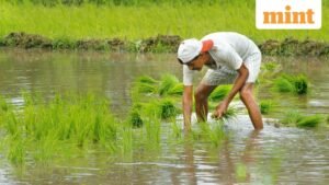 3-0-59476884-farmer-kzmH-621x414-LiveMint-0_1679806856756_1775485301228.jpg