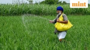 A-farmer-sprinkles-fertiliser-over-crops-at-a-rice_1750692507047_1776188414972.jpg