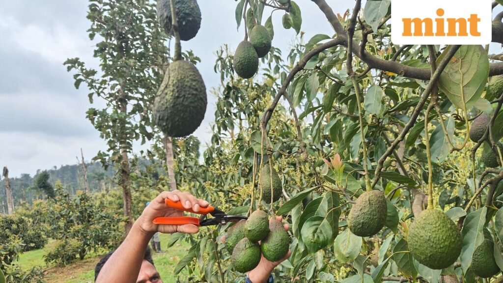 Avocado_1761473287963_1776959529476.jpg