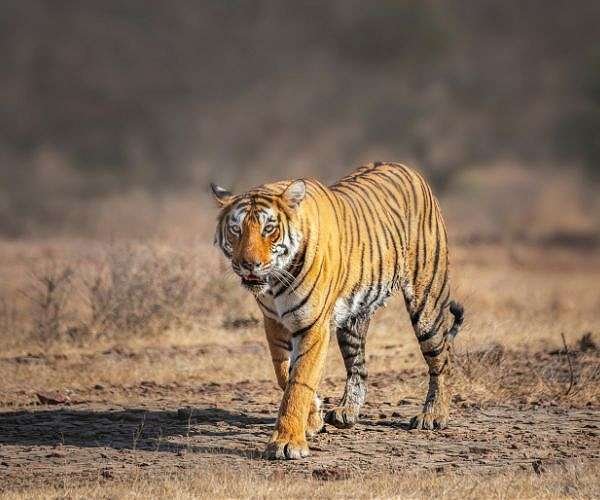 india-tiger-marker-hg.jpg